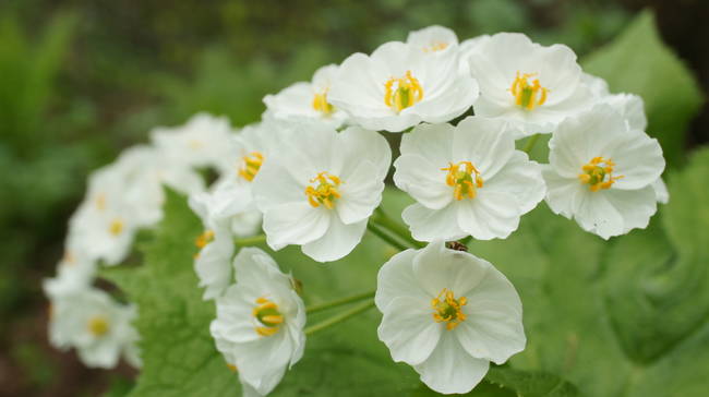 flower2