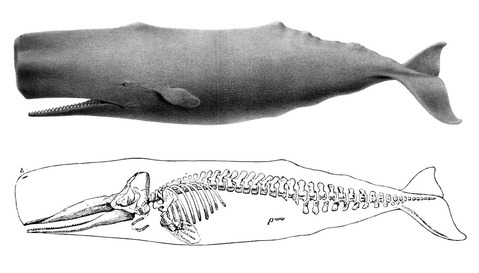 Sperm_whale_drawing_with_skeleton