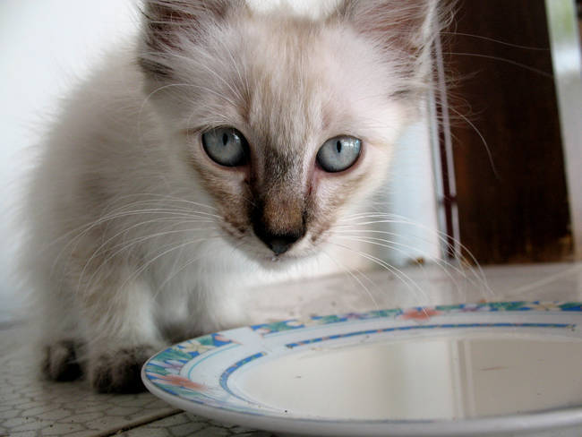 pet11