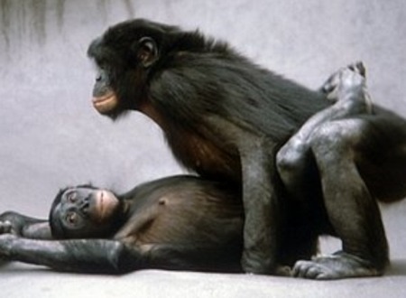 (*ﾟ∀ﾟ)ゞカガクニュース隊:ヒトと<b>チンパンジー</b>の体の違いは「調節DNA <b>...</b>