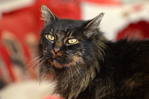 PAY-Karen-Raymonds-cat-Scruffy