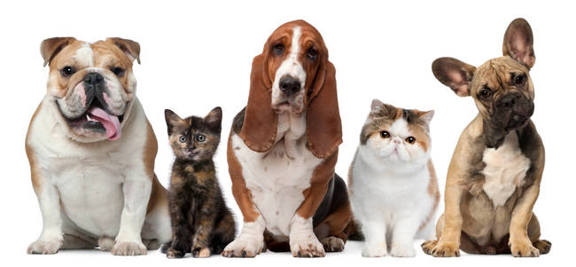 dogs12