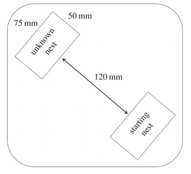 ant2