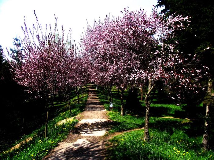 avenue22