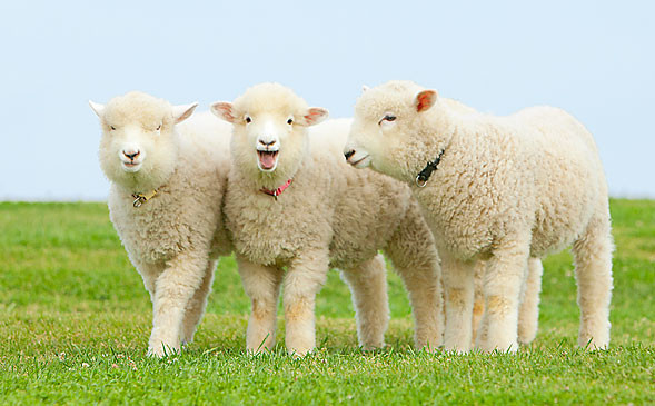 pic_sheep_02