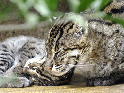 sunadori-nekoWM