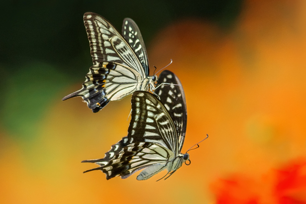 batterfly