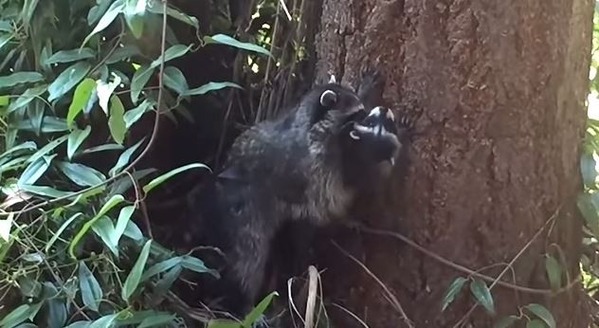 キャプチャ