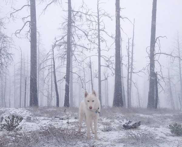 canine3