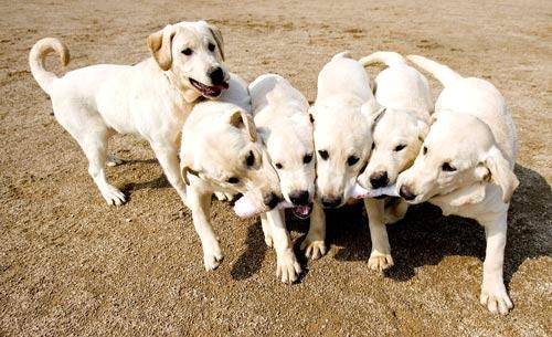 dogs6