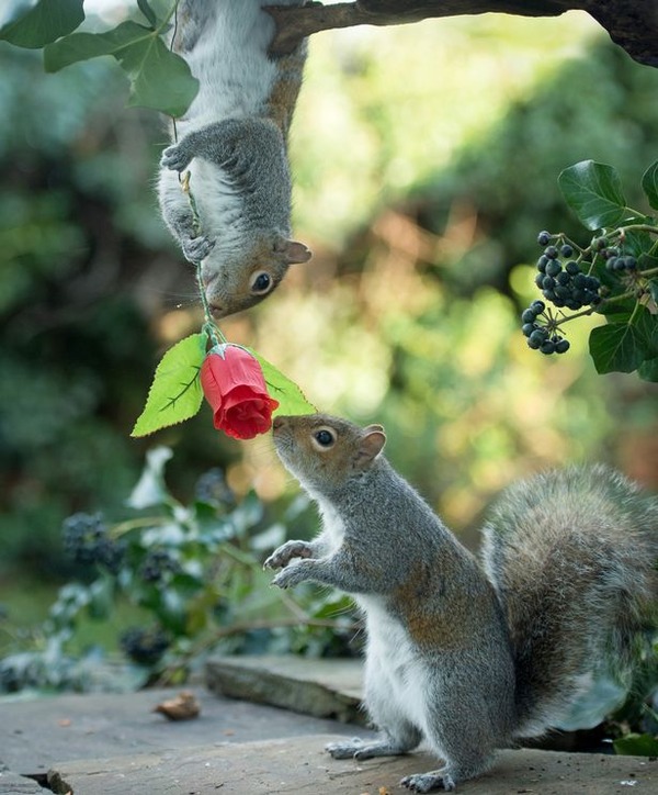 PAY-Squirrels-with-Valentines-Day-rose-3