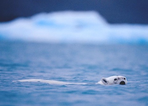 Polar Bear Swims