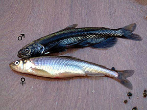 shishamo