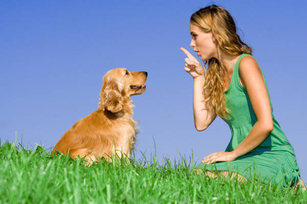 dogs4