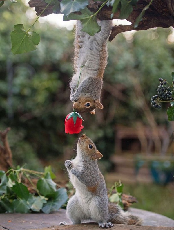 PAY-Squirrels-with-Valentines-Day-rose-2