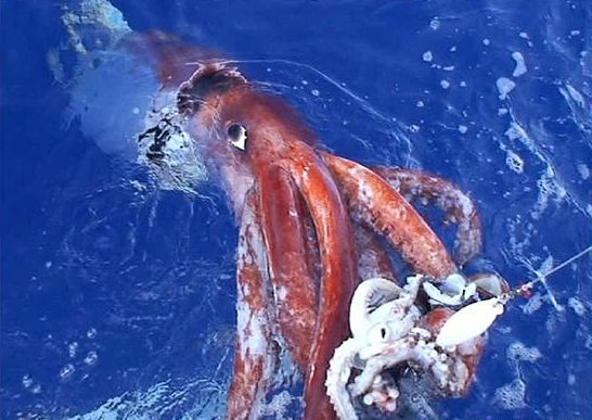 ika
