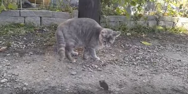 キャプチャ