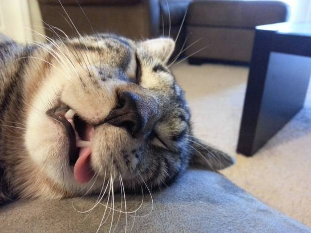 cat12