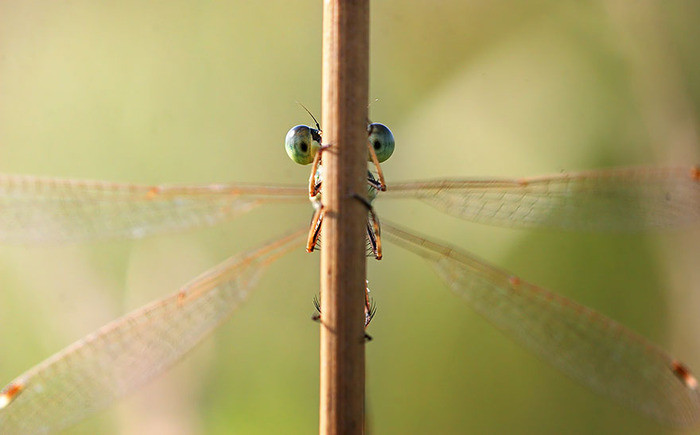 macro13