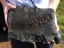 220px-Grube_Messel_Fossil_2005-09-24