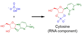 RNA
