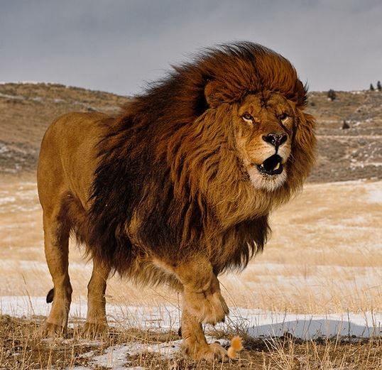 lion