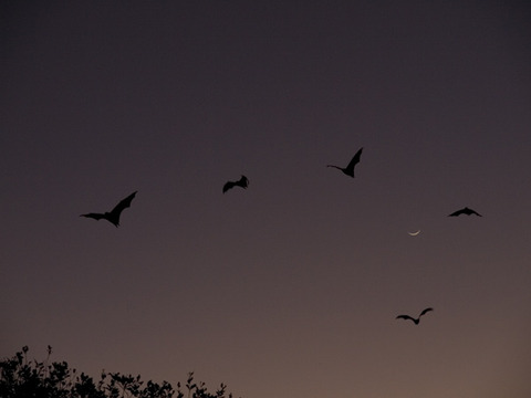 5bats