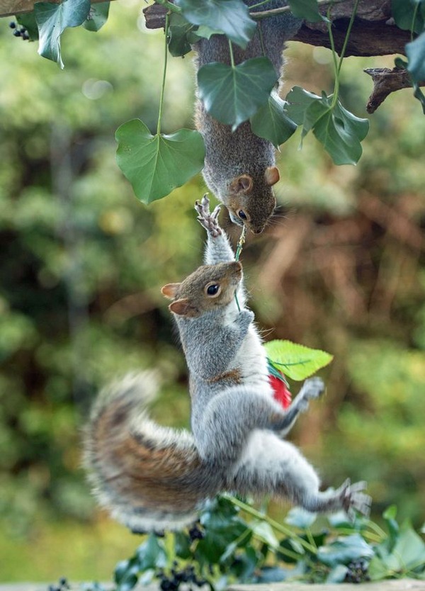 PAY-Squirrels-with-Valentines-Day-rose-4