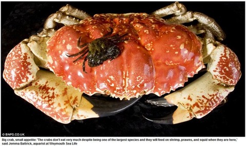 crab-monster4n