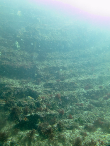 DPP_0437