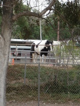 8a18c1bf.JPG