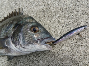 P1010486