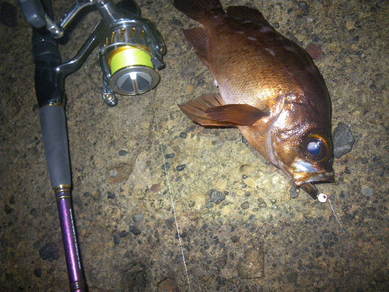 メバ 25cm