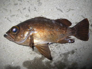 メバル 28cm