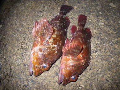 カサゴ 24,28cm