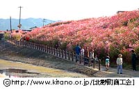 コスモス4