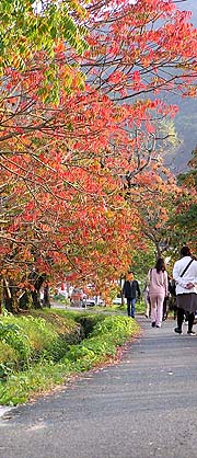 柳坂曽根の櫨並木