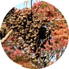 柳坂曽根の櫨並木
