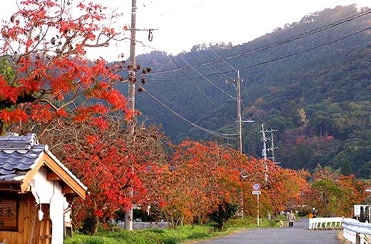 柳坂曽根の櫨並木