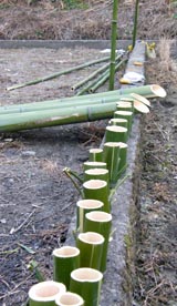 さぎっちょ