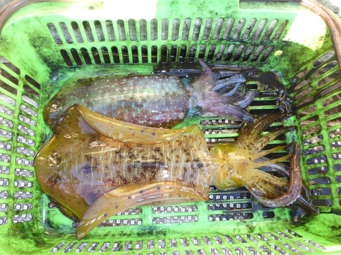 P1000527