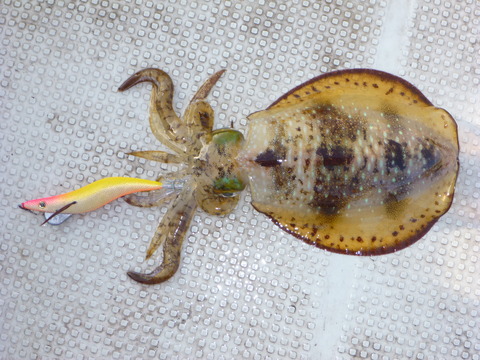 P1050095