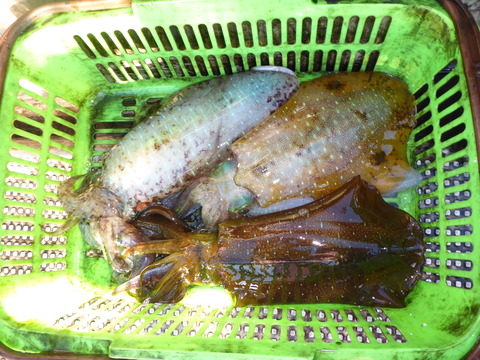 P1000529