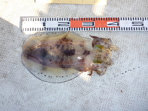 P1020526