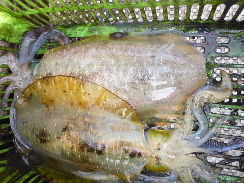 P1000638