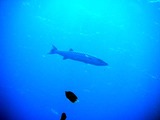 DSCF9139