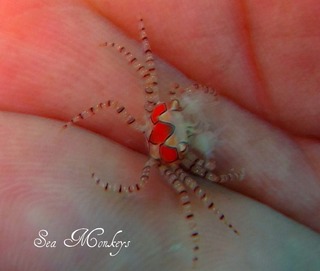 kintyakukanisyusei_0323