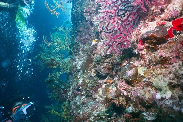 ヒオドシベラyg