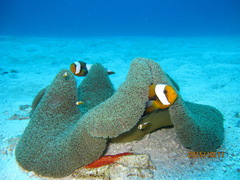 トウアカクマノミ