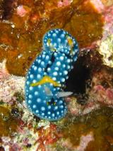 シモフリカメサンウミウシは本当に亀の模様です